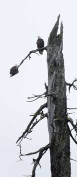 The Eagle Tree