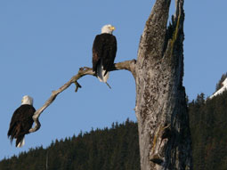 Bald Eagles