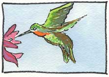 Painting of a Rufus Hummingbird by your host Linda