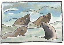 Painting of Stellar Sea Lions by your host Linda