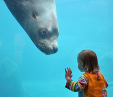 Woody, a Stellar seal lion, greets a small visitor at the SeaLife Center, 'A Bed By The Bay' Seward Alaska Woody at the SeaLife Center