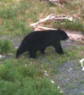 Bears have the right-of-way around here, 'A Bed By The Bay' Seward Alaska Black Bear