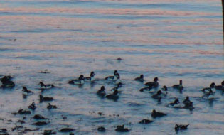 Bufflehead Ducks