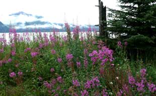Fireweed