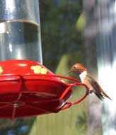 Rufus hummingbird having dinner, 'A Bed By The Bay' Seward Alaska Rufus Hummingbird