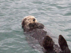 A lounging sea otter, 'A Bed By The Bay' Seward Alaska Sea Otter