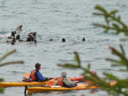 The Stellar sea lions (a protected species) right out front, 'A Bed By The Bay' Seward Alaska The Stellar Sea Lions' Seward Alaska